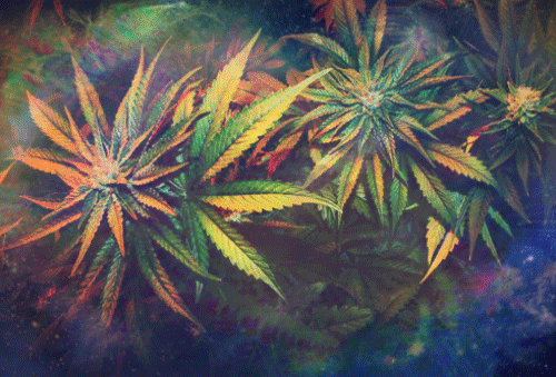 absolute-tripper:  kill-the-clown:  ☯A psychedelic blog …what? Limits, like fear,