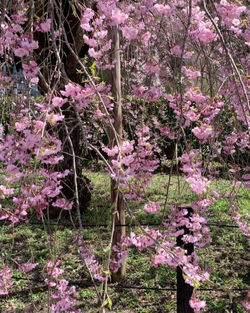 極楽浄土の春だね。#清雲寺　その② #枝垂桜 #igersjapan #ig_nihon #icu_japan_nature #jp_gallery #icu_global #good_jobshot