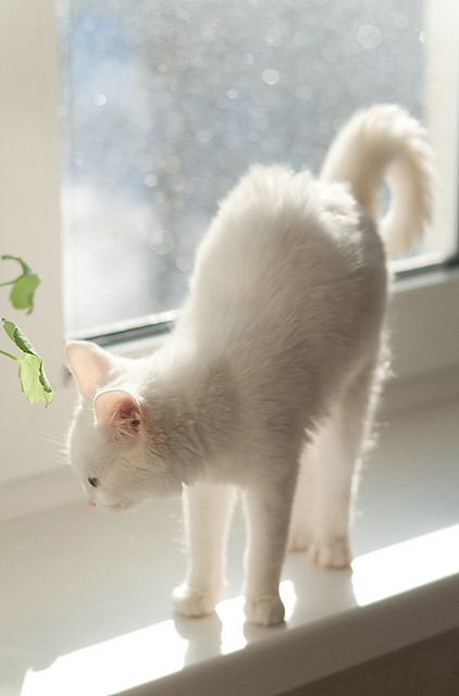 photogenicfelines:  (Minarge)