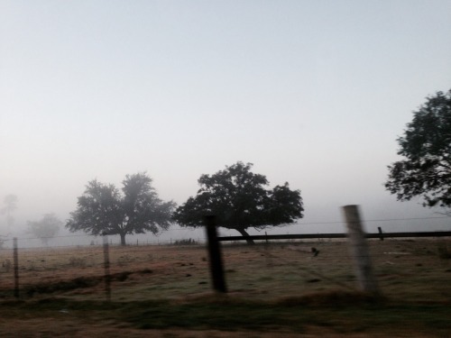 foggy mornings make me happy