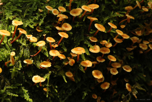 vandaliatraveler: Orange moss agaric (Rickenella fibula), also sometime referred to as orange mossca