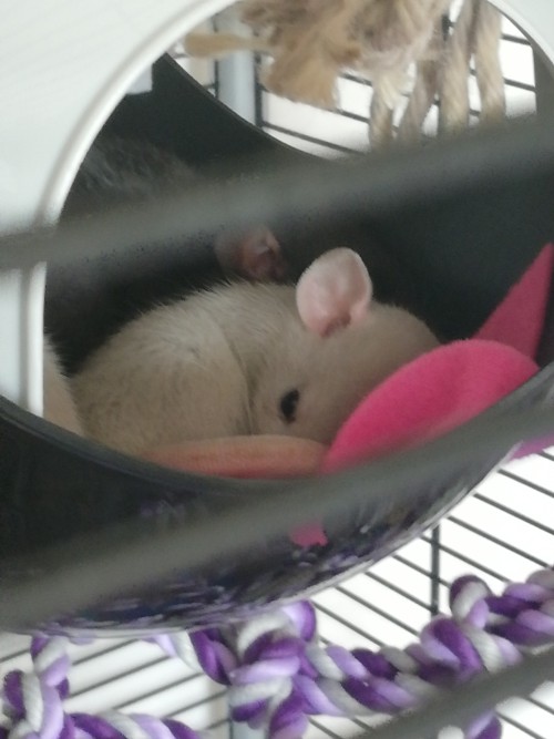 I JUST GOT MY RATS!!!! THEY ARE SO BABY!!!