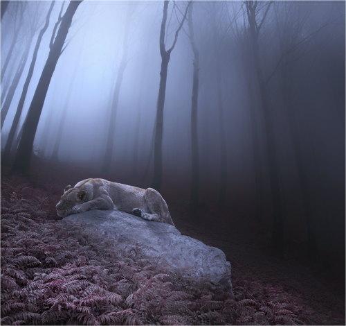 DREAMING QEEN by Michał Klimczak. More art here.