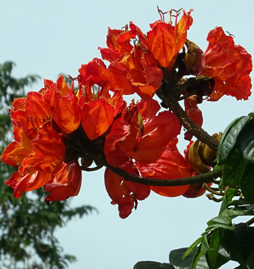 tangledwing:African tuliptree, fountain tree, pichkari or Nandi flame (Spathodea). It has become an invasive species in many tropical areas such as Hawaii, Queensland (Australia), Fiji, Papua New Guinea, and the wet and intermediate zones of Sri Lanka.