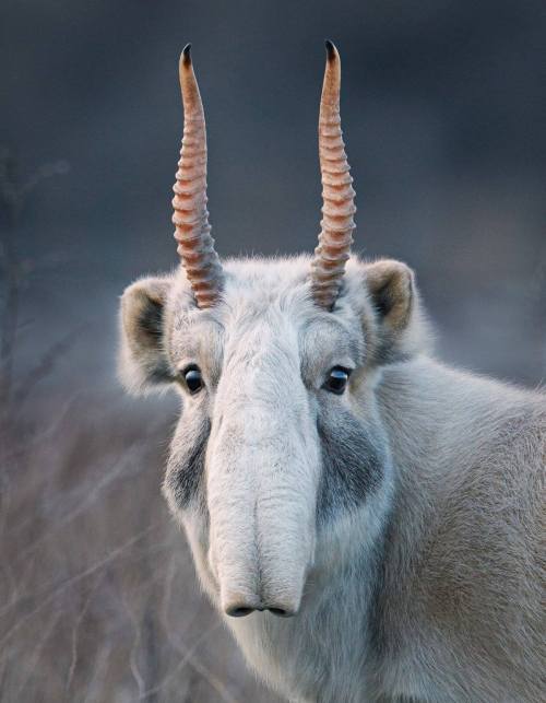 vampireapologist: myfrogcroaked: Here is the best animal face you will see today! This is a Saiga an