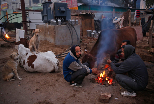 Indian men squat around a fire to keep themselves warm as they wait to collect milk from a dairy on 