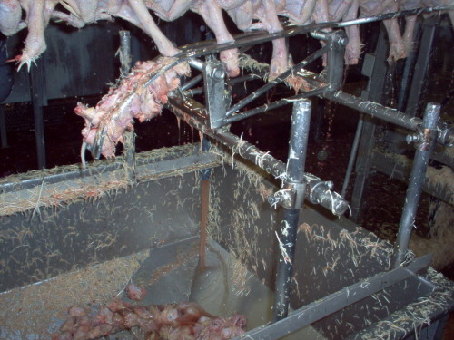 You asked for it bravelittleconservative. lolThis is a poultry plant. It’s not a clean job, bu