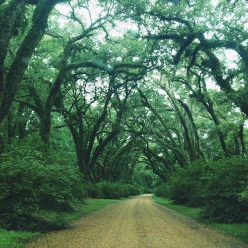 dyspnoeic:Stopped in the middle of the highway to turn around and come into this glorious garden (at