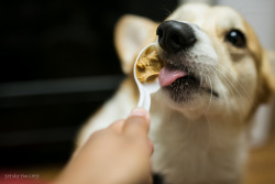 gatsbyadventures:  Happy National Peanut Butter Day!