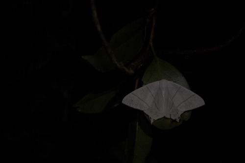 A large swallow-tailed moth.  The nights are just starting to get cold.  Autumn colours are just aro