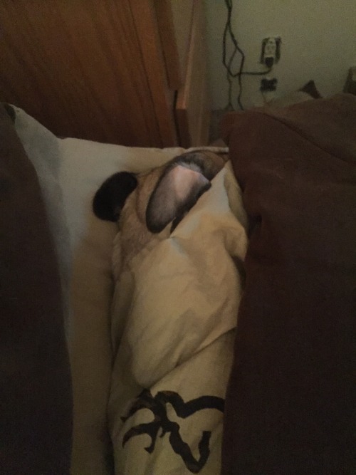 Haha she’s such a goof, sleeps like a human sometimes