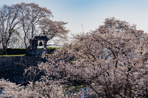 津山城の春