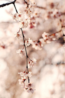 ileftmyheartintokyo:  枝垂れ桜 by saki-chi on Flickr. 