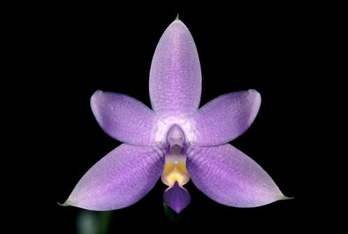 Phalænopsis violacea f. cœrulea &lsquo;Tesseract&rsquo; © Uluwehi Knecht