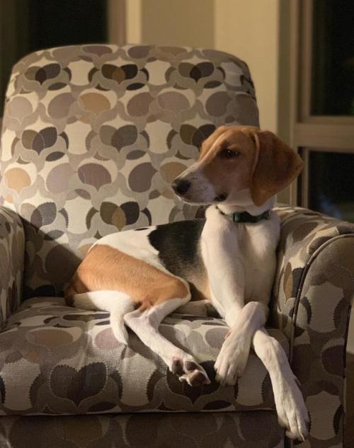 cute-pet-animals-aww:  Hound breeds are rarely described as “Pretty or Beautiful”. This is Basil, my brother’s 9 month old Treeing Walker Coonhound.
