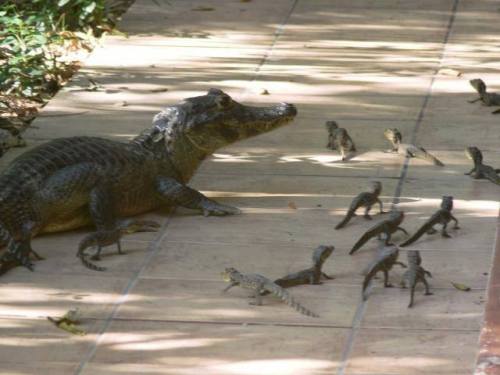 bogleech:  cephalopodqueen:  TOO CUTE  Crocodilians really care about their babies too they talk to them and hold them in their mouths and let them climb all over them and they get really really mad at anything else getting too close to them this is a