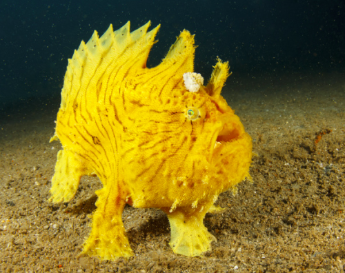 hedgehog-moss:I discovered in a sea book today that the frogfish uses its fins like paws to walk on 