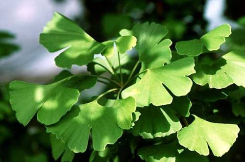 A living fossilFirst observed in the fossil record ~270 million years ago, the gingko has been descr