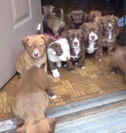 cute-overload:  Pups didn’t want my cousin to go to work this morning!http://cute-overload.tumblr.com