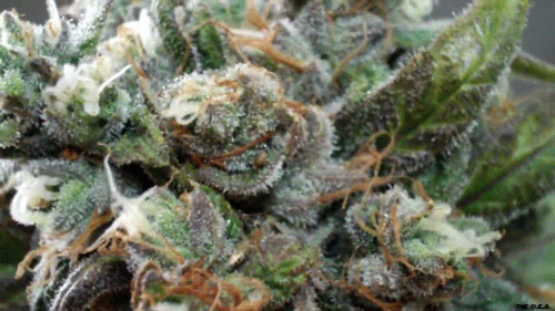 Another 420 Weed Blog