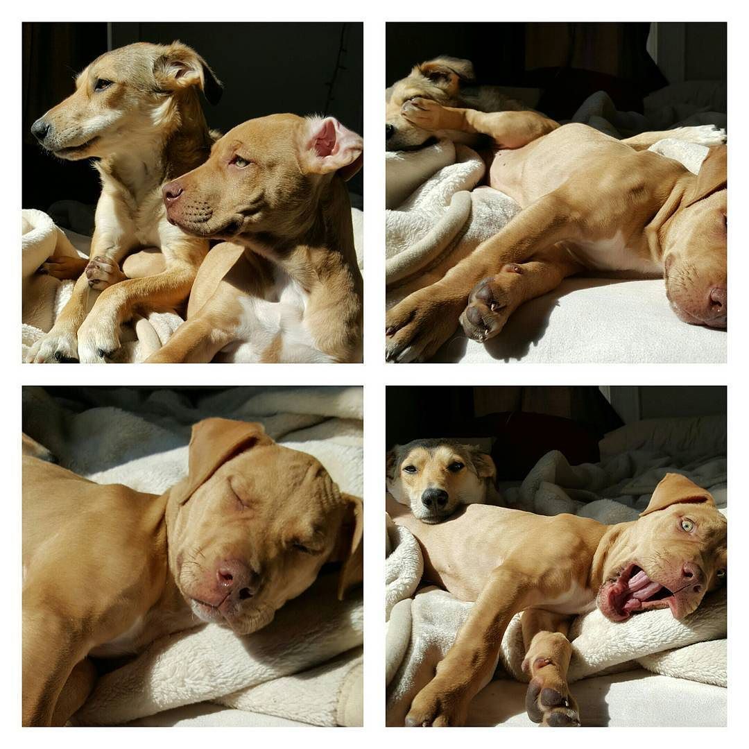 Just a little silly goof. Giant paws, floppy ears, clever little green eyes&hellip;.