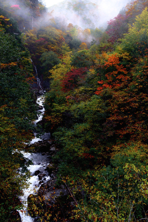 silvaris: Deep Autumn by VIC SHIMAMURA