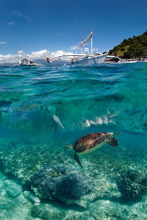 wolverxne:  Sea turtle, Apo Island, Philippines | by: Нарчук Андрей