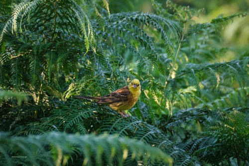 besidethepath:Colourful birds in the jungle? Difficult in our region. But there is the mysterious yellowhammer in the fern.