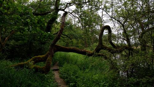 Jeffry Bog, East Riding of Yorkshire, England.