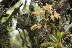 orquidofilia:  Oncidium gloriosum (syn. Odontoglossum gloriosum), in situ,  on big trees in a pasture, Colombia. Orchidaceae: Oncidiinae. By  Steve Beckendorf. [1] [2] 