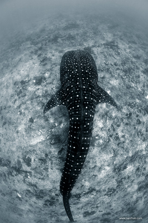 funkysafari:
“ Whale Shark, Maldives by Andrey Narchuk
”