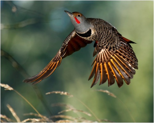 Porn Pics Cruising altitude (Red-shafted Northern Flicker)