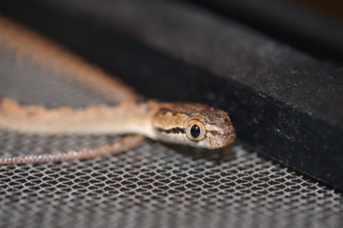 forkedtonguekisses:Thea - Sri Lanka Cat Snake - Boiga ceylonensis