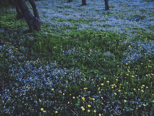 lauramakabresku:Our garden.