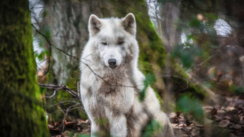w-o-l-f–g-i-r-l:  Polar Wolf by  Ashkan Amir  