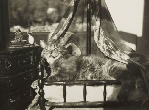 fragrantblossoms:Claude Cahun.  La Chambre du Chat, 1940.