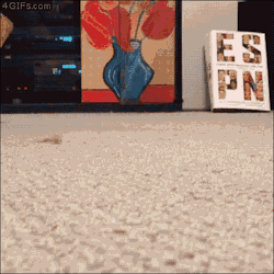 doggykittyeverywhere:  http://doggykittyeverywhere.tumblr.com