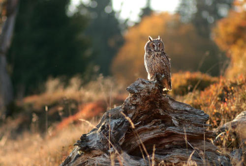 dailyautumn:Waiting to fly by Konakira 