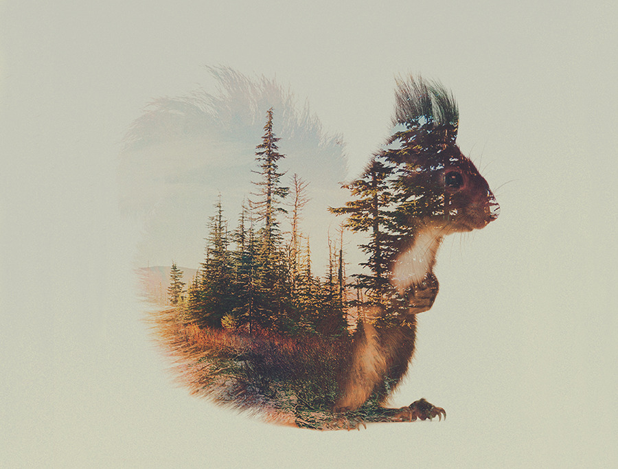 artbylie:  Norwegian Woods by Andreas Lie 