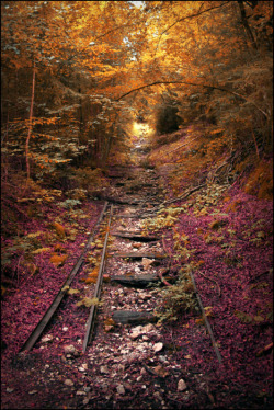 aimeeteegardenonline:  Abandoned Railroad,