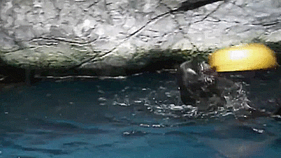 Crazy Animal Stuff