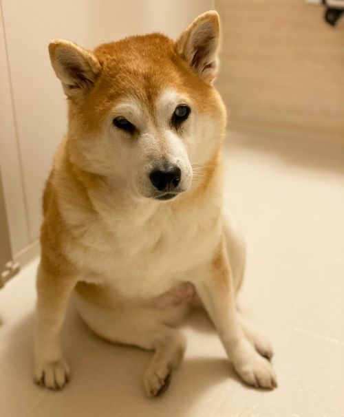 *Waiting for clean her legs and so on..足洗い待ちおつかれ。.#shiba#shibainu#glaucomadog#dogislove#uni#unihalo#