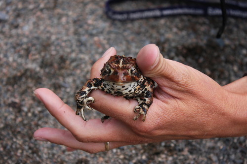 toadschooled:Check out the stunning markings on the belly of this American toad [Anaxyrus americanus