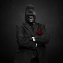 gorilladom-v2 avatar