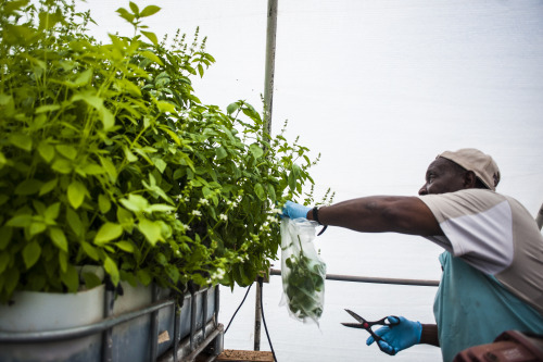 aquaticspacepussy:  photojmoss:  Charles Hendrix showed me around his Aquaponics greenhouse the other day. Aquaponics is a growing process in which Tilapia (and, less so, goldfish and koi) provide nutrients for the plants (which are primarily lettuces