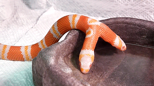 biomorphosis:  This is a two-headed albino milksnake [x]. Each head has a brain and