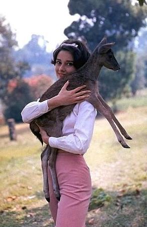 gatabella:Audrey Hepburn with her deer Ip