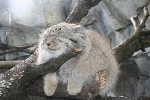 acknowledgetheabsurd: Pallas’s cat is a small wild cat having a broad but patch