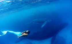 yelyahwilliams:  thelovelyseas:   Hannah Fraser swims dressed as a mermaid with humpback whales off Vava’u Island, Tonga, to raise awareness of marine life and oppose whale hunting. Photos by Ted Grambeau   