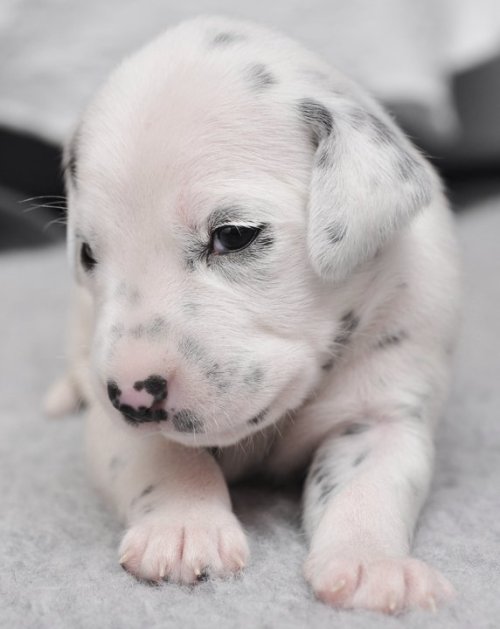 loffeecom: Puppies At 3 Weeks Old – Different Breeds Of Dogs As Puppies (10 Pics)